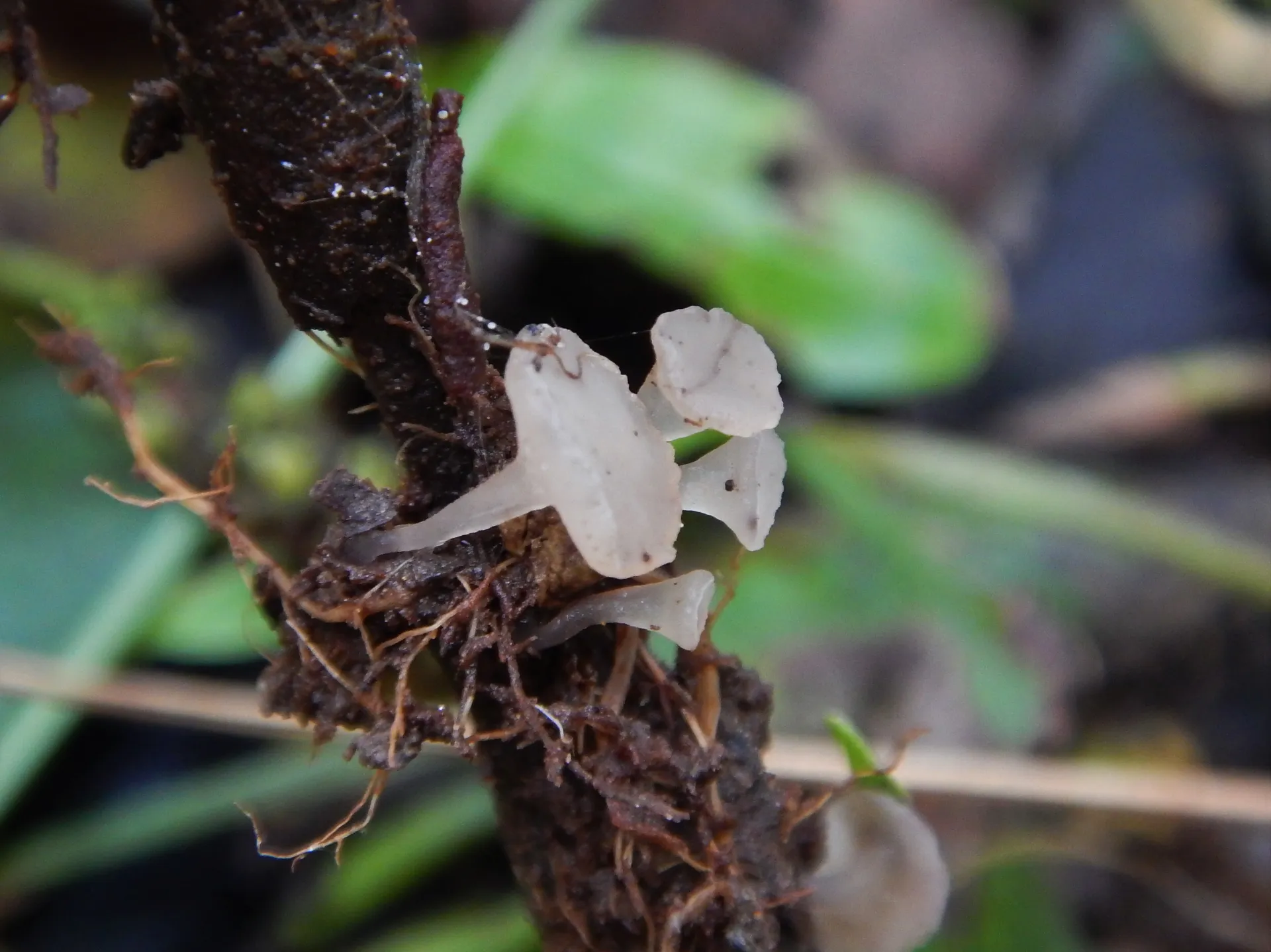 Ombrophila rivulorum-20-09-05 (2)